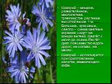 Цикорий – мощное, разветвлённое, многолетнее травянистое растение высотой выше 1 м. Большие, красивые, светло – синие цветные корзинки сидят на концах ветвей. Цветёт с июля до осени. Растёт дико повсеместно вдоль дорог, на холмах, на межах. Цикорий – используется при приготовлении напитка, заменяюще
