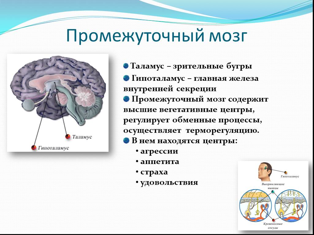 В переднем мозге полушария отсутствуют. Строение отдела промежуточного мозга. Отделы промежуточного мозга функции отделов. Структуры отделов и функции промежуточного мозга. Отделы головного мозга промежуточный мозг.