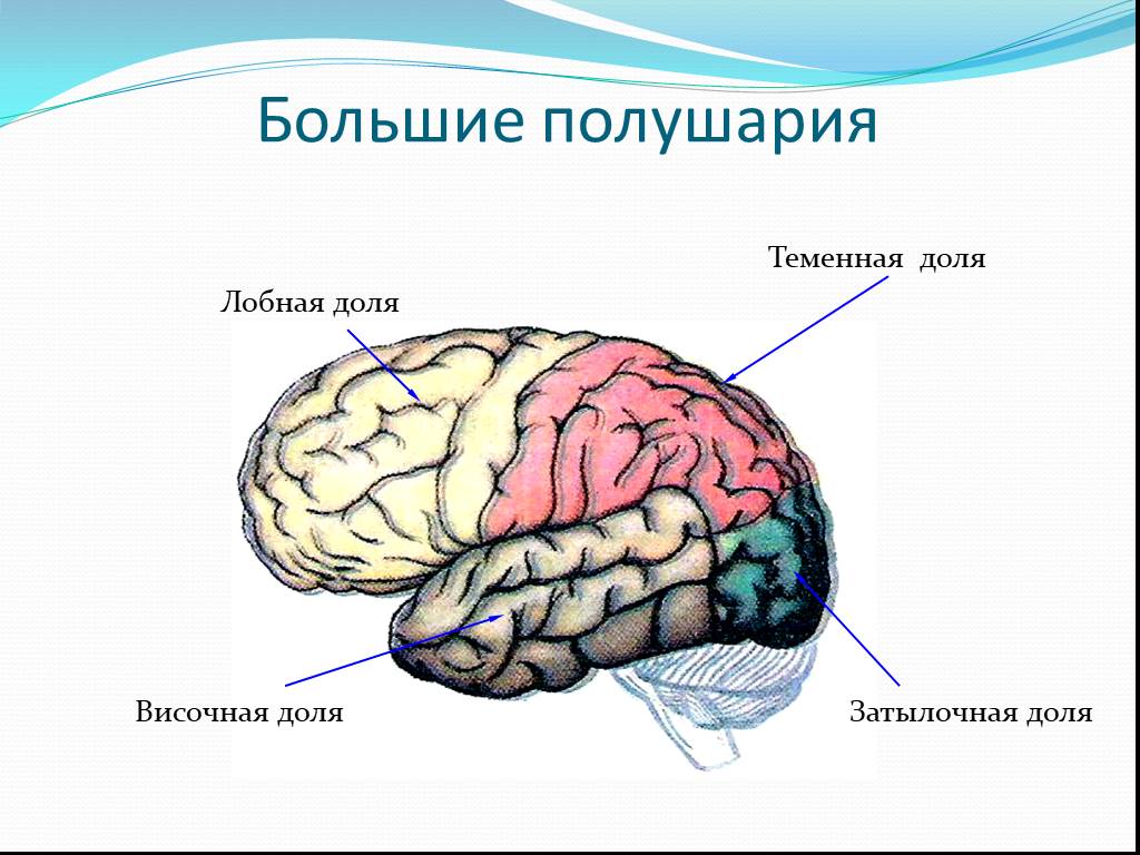 6 долей мозга. Доли полушария большого мозга биология 8 класс. Доли коры больших полушарий головного мозга. Большие полушария головного мозга строение и функции.