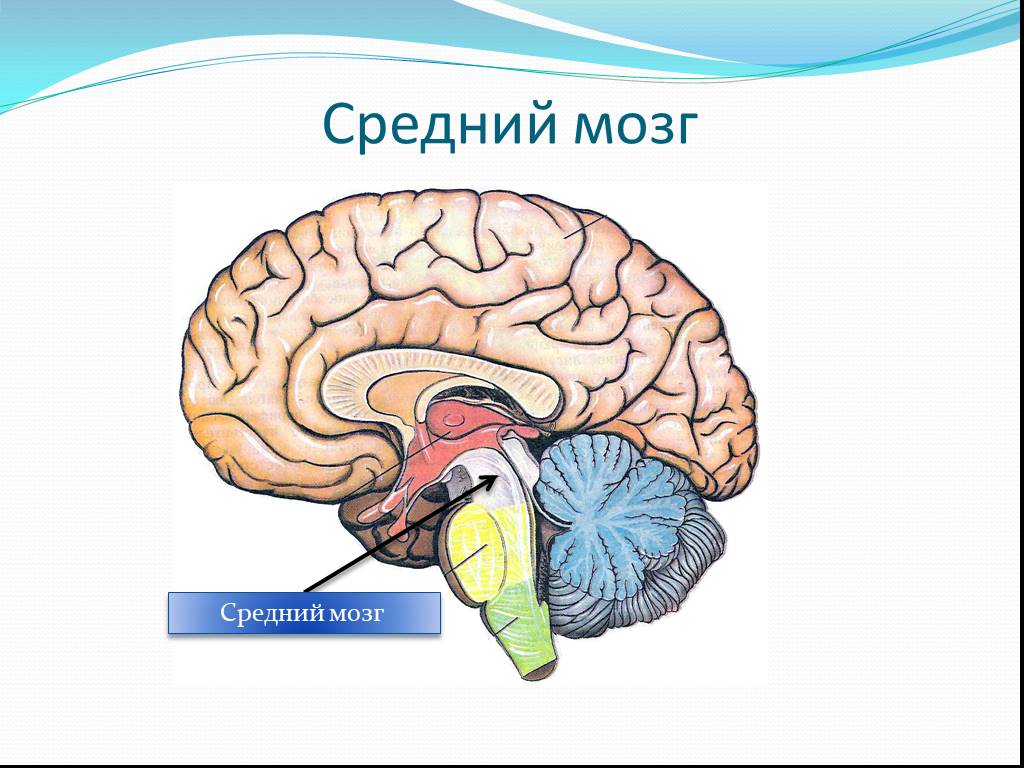 Средний мозг включает в себя. Анатомия головного мозга средний мозг. Головной мозг строение средний мозг. Структура головного мозг средний мозг. Средний мозг основные образования.