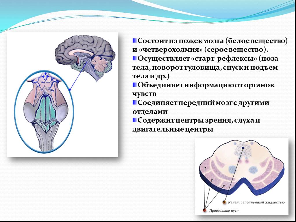 Функции среднего мозга 8 класс биология. Головной мозг строение серое и белое вещество. Структуры белого вещества среднего мозга. Средний мозг белое вещество. Функции белого вещества среднего мозга.