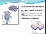 Состоит из ножек мозга (белое вещество) и «четверохолмия» (серое вещество). Осуществляет «старт-рефлексы» (поза тела, поворот туловища, спуск и подъем тела и др.) Объединяет информацию от органов чувств Соединяет передний мозг с другими отделами Содержит центры зрения, слуха и двигательные центры