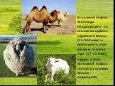 Волосяной покров верблюда неоднороден - он состоит из грубого наружного волоса (25-100 мкм) и внутреннего слоя мягкого, теплого пуха (17-21 мкм). У овцы и козы волосяной покров состоит из остевых волос и подшерстка.