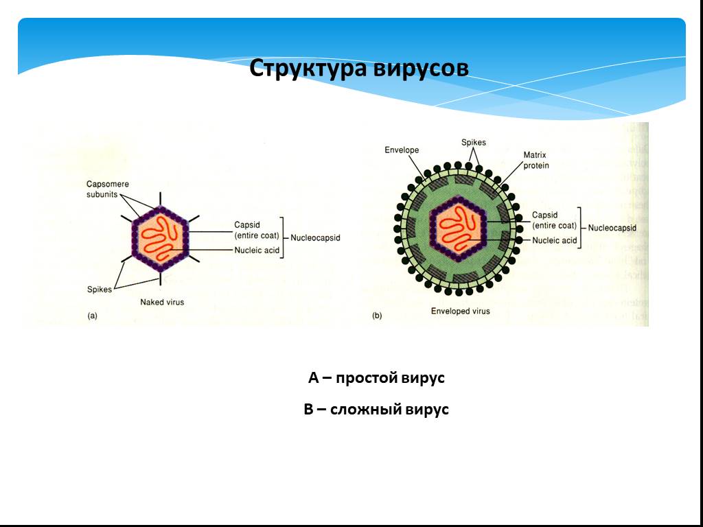 Простые вирусы. Структура вирусов. Простые и сложные вирусы.. Строение простого вируса вируса. Строение простых и сложных вирусов. Структура вируса простой и сложный.