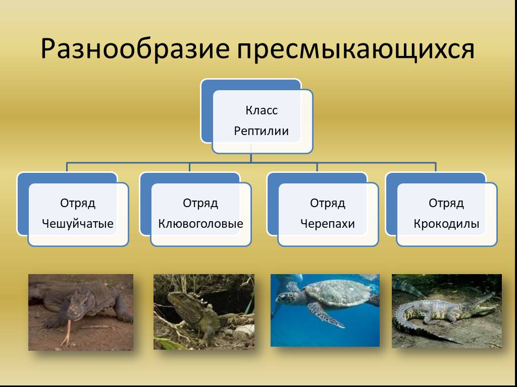 Презентация многообразие пресмыкающихся биология 7 класс