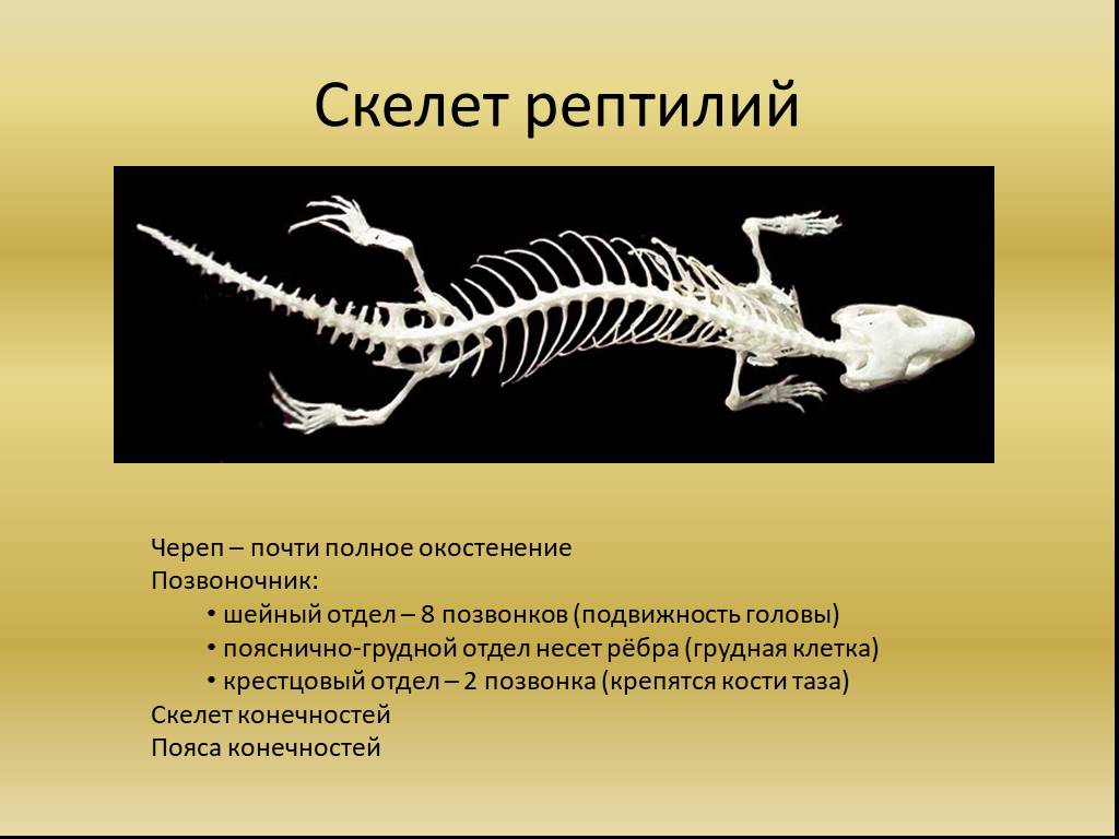 Класс рептилии скелет