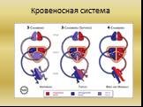 Пресмыкающиеся или Рептилии Слайд: 7