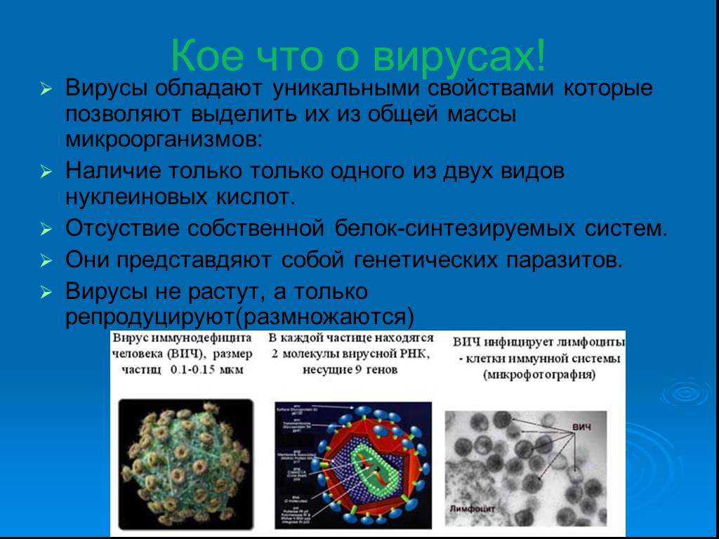 Вирусы 6 класс биология. Вирусы по биологии. Вирусы презентация. Информация на тему вирусы. Сообщение по теме вирусы.