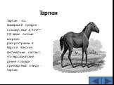 Тарпан. Тарпан - это вымерший предок лошади, еще в XVIII—XIX веках он был широко распространен в Европе. Многие систематики считают, что евроазиатские дикие лошади принадлежат к виду - тарпан.