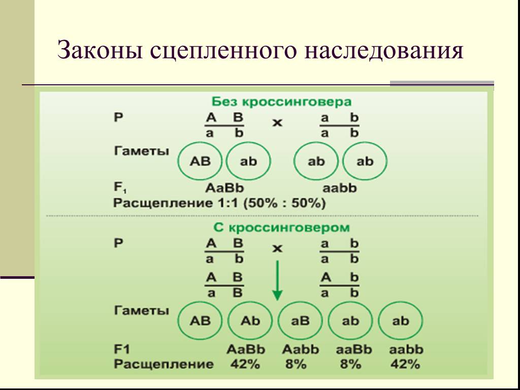 Хромосомная теория наследственности сцепленное наследование генов презентация