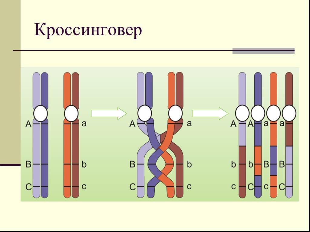 Рекомбинация днк схема