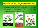- размножение вегетативными органами растений: корнями и побегами (подземными и наземными)