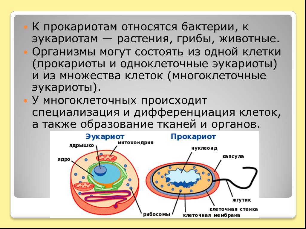 Организм являющийся прокариотам. Прокариоты и эукариоты 5 класс биология. Клетки прокариот и эукариот. Прокариотические и эукариотические клетки. К экоториатам относятся.