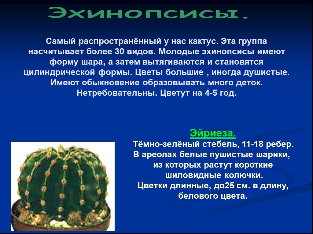 Кактус экологическая группа особенности. Кактус презентация. Самый распространённый вид кактуса. Описание кактуса. Интересные факты о кактусах.