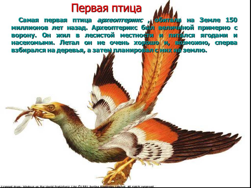 Откуда появились птицы. Первые птицы. Первая птица на земле Археоптерикс. Самая первая птица на земле. Самые древние птицы.