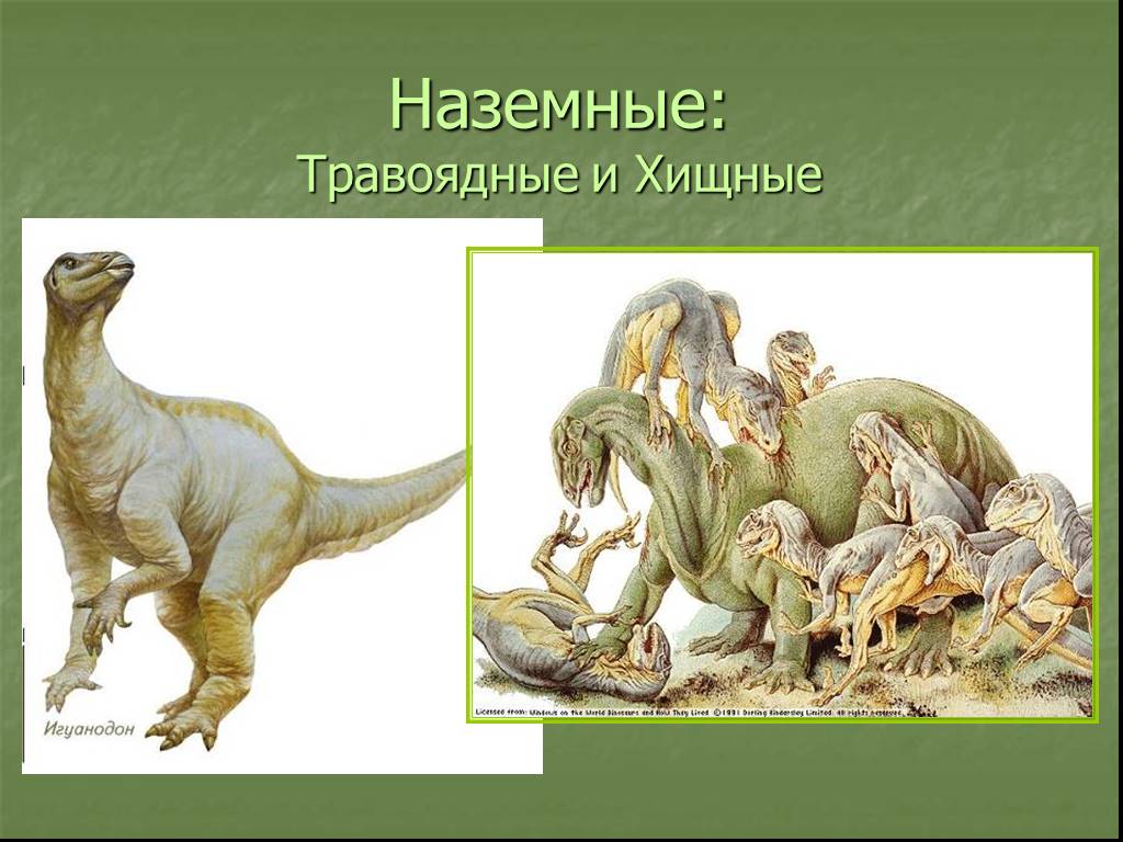 Древним пресмыкающимся является. Древние пресмыкающиеся, древние рептилии. Динозавры плотоядные и травоядные. Динозавры хищники и травоядные. Наземные: травоядные и Хищные.