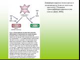 Дифференцировка гепатоцитов и холангиоцитов (клеток желчных протоков). Показана трансдифференцировка этих клеток (Zaret, 2004).