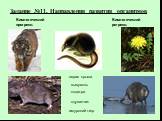 Задание №11. Направления развития организмов. амурский тигр серая крыса выхухоль ондатра одуванчик. Биологический прогресс: Биологический регресс:
