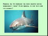 Правда ли, что нападая на свою жертву акулы закрывают глаза? Если правда, то для чего они это делают?