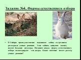 Задание №4. Формы естественного отбора. В Сибири преимущественно выживают зайцы со средними размерами ушных раковин. Уши зайцев, живущих южнее, имеют большие размеры. Назовите какую форму естественного отбора иллюстрируют эти кадры. Какое значение имеет размер ушных раковин?