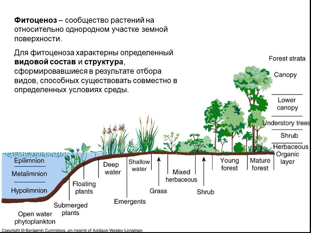 Структура растительного сообщества 7 класс кратко