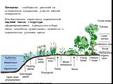Фитоценоз – сообщество растений на относительно однородном участке земной поверхности. Для фитоценоза характерны определенный видовой состав и структура, сформировавшиеся в результате отбора видов, способных существовать совместно в определенных условиях среды.