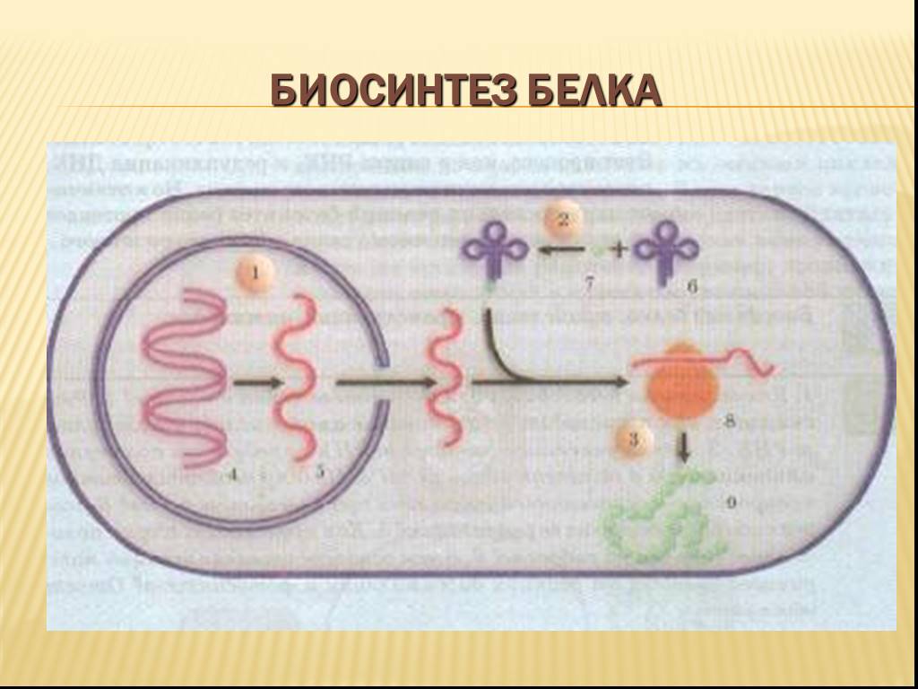 5 биосинтез белка. Моделирование+биосинтеза+белка. Модель биосинтеза белка. Динамическая модель биосинтеза белка. Биосинтез белка рисунок.