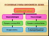 Основные этапы биосинтеза белка