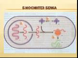 Биосинтез белка