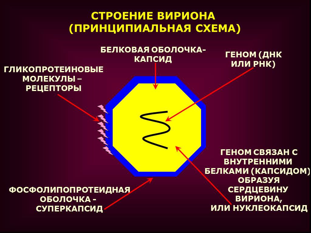 Белковый капсид. Структура вириона вируса. Схема строения вируса (вириона). Строение вируса Вирион геном капсид. Строение вирусной частицы схема.
