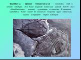 Трилобиты - древние членистоногие - появились ещё в начале кембрия. Это были морские животные длиной 0,5–70 см с обособленными головой, туловищем и хвостом. В палеозое трилобиты были одной из основных морских групп животных, однако в середине перми вымерли.