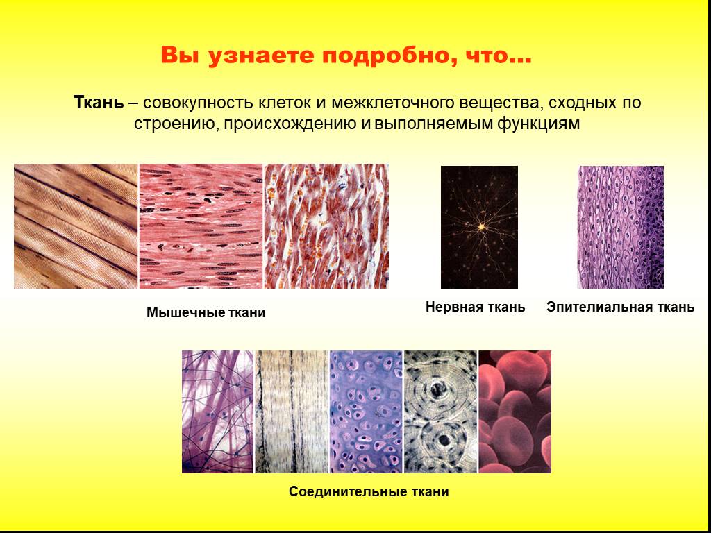 Основное группа ткани человека. Ткани эпителиальная соединительная мышечная нервная. Клетки эпителиальной и соединительной ткани. Соединительная ткань человека межклеточное вещество клетки. Типы тканей биология 8.