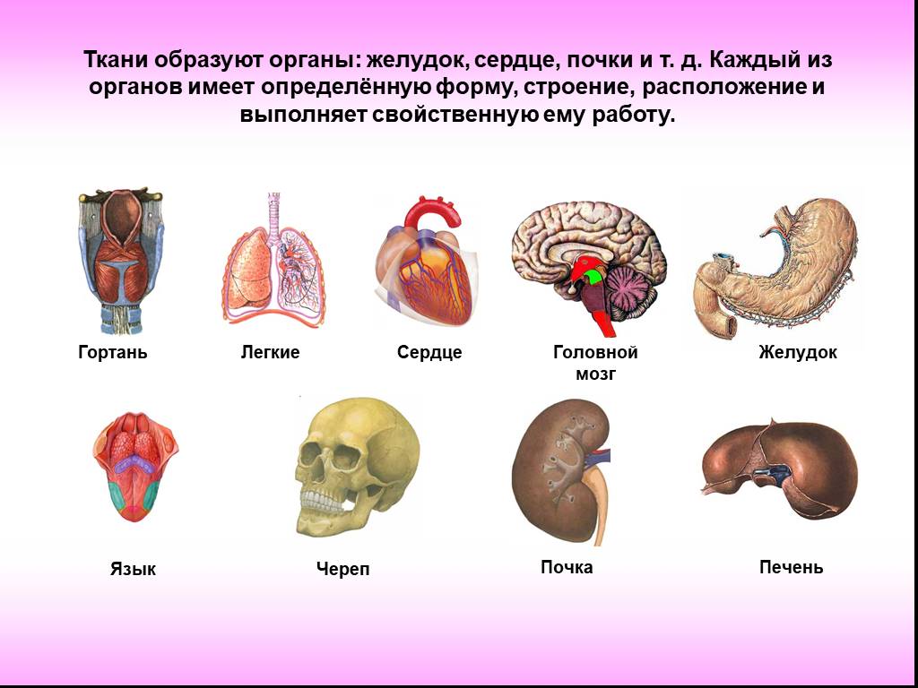 Органы на т. Внутренние органы человека. Организм человека с названиями органов. Органы человека картинка. Расположение органов человека для детей.
