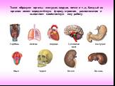 Ткани образуют органы: желудок, сердце, почки и т. д. Каждый из органов имеет определённую форму, строение, расположение и выполняет свойственную ему работу. Гортань Легкие Сердце Головной мозг Желудок Череп Почка Печень Язык