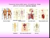 Связанные между собой органы, объединённые общей работой, составляют систему органов. Мускулатура Лимфатическая Кровеносная Дыхательная Пищеварительная Нервная. Мочевыделительная. Скелет