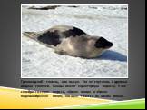 Гренландский тюлень, или лысун. Его не спутаешь с другими видами тюленей. Самцы имеют характерную окраску. У них серебристо-серая шерсть, чёрная голова и чёрная подковообразная линия, которая тянется по обеим бокам.