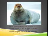 Лахтак, или морской заяц. Один из самых крупных тюленей. Его рост достигает 2,5 метров, вес взрослой особи доходит до 500 килограммов. Название «морской заяц» было дано животному за его пугливый нрав.