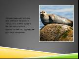 Обыкновенный тюлень чуть меньше морского зайца, зато очень красив. Любит селиться на скалистых местах, где его не достанут хищники.
