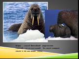 Морж - самый ближайший родственник тюленей, так же ластоногий. Но имеет мощные клыки и его вес около тонны