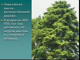Кавказская пихта- величественное дерево. В возрасте 400-500 лет она достигает 60 метров высоты и 2 метров в обхвате.