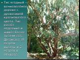 Тис ягодный – вечнозелёное дерево с древесиной красноватого цвета. Тис растёт медленно и живёт более тысячи лет. Достигает 35 метров высоты и 2 метров в обхвате.