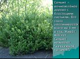 Самшит – вечнозелёное дерево с блестящими листьями. Его ствол увеличивается всего на 1 мм в год. Живёт 400 лет. Самшит называют “кавказской пальмой”.