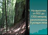 На высотах от 600 до 1300 метров расположены буковые леса.