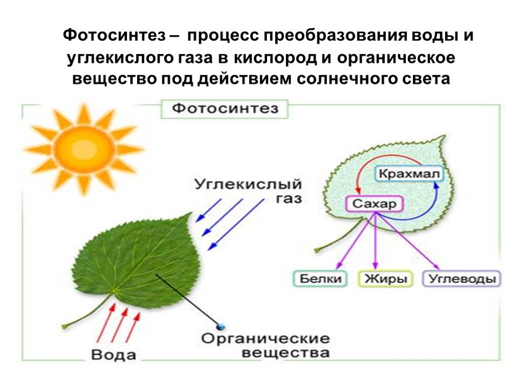 Вода при фотосинтезе и дыхании. Фотосинтез схема. Процесс фотосинтеза. Образование органических веществ в растении. Схема процесса фотосинтеза.