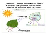 Фотосинтез – процесс преобразования воды и углекислого газа в кислород и органическое вещество под действием солнечного света