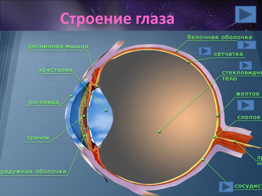 Как называется прозрачная часть белочной оболочки глаза. Строение глаза. Анатомия глаза. Строение зрительного анализатора. Строение органа зрения.