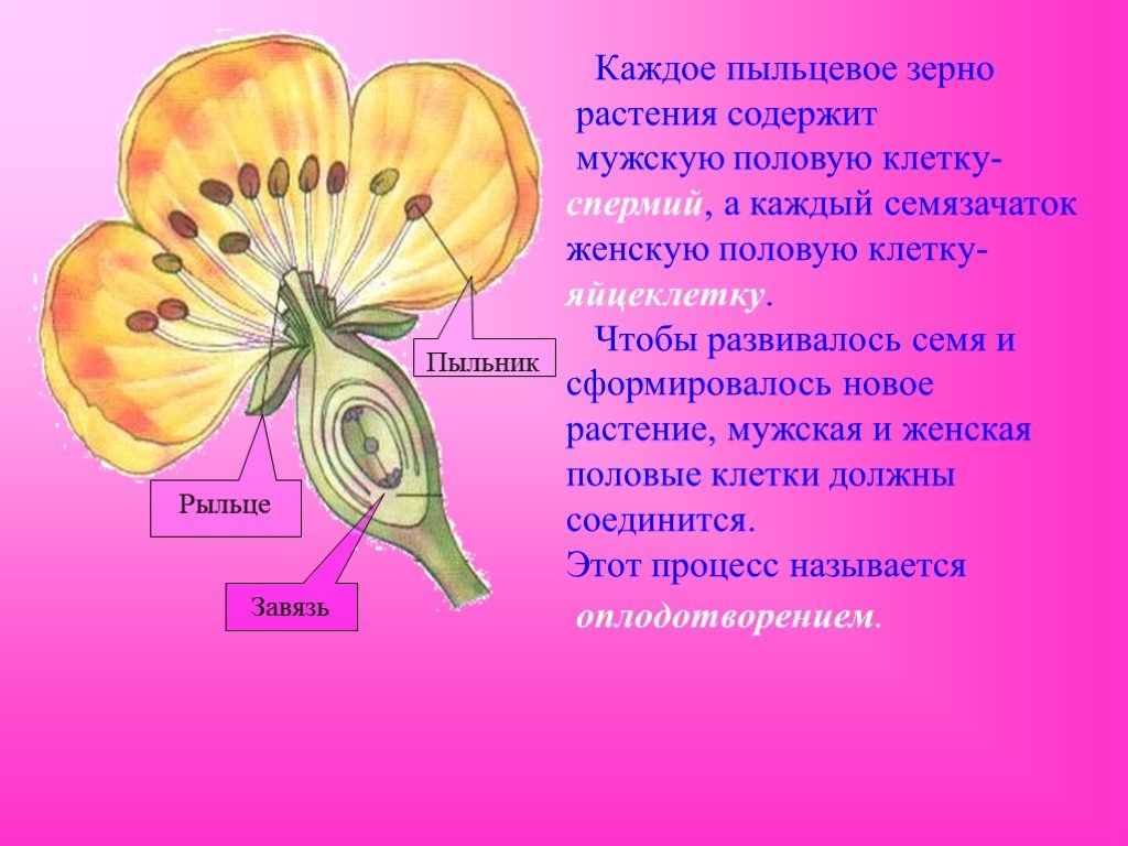 Мужской и женский органы цветка. Пыльцевое зерно пыльника. Пыльцевое зерно покрытосеменных растений содержит. Мужские и женские органы цветка. Половые клетки цветка.