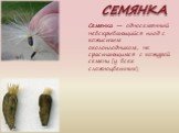 СЕМЯНКА. Семянка — односемянный невскрывающийся плод с кожистым околоплодником, не срастающимся с кожурой семени (у всех сложноцветных)