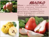 ЯБЛОКО. Яблоко — многосемянный плод с тонким кожистым внеплодником, мясистым межплодником и хрящеватым внутриплодником. Яблоко формируется у яблони, груши, айвы, рябины