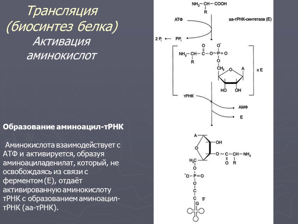 Транскрипция атф. Реакция активации аминокислот. Активация аминоацил ТРНК. Аминоацил ТРНК комплекс. Этапы трансляции активация аминокислот.